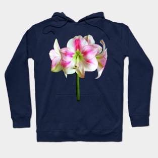 Pink and White Amaryllis Hoodie